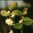 Sweet-Breath-of-Spring (Lonicera fragrantissima)