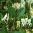 Japanese Honeysuckle (Lonicera japonica)