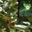 Sweet-Bay (Magnolia virginiana)