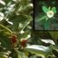 Sweet-Bay (Magnolia virginiana)