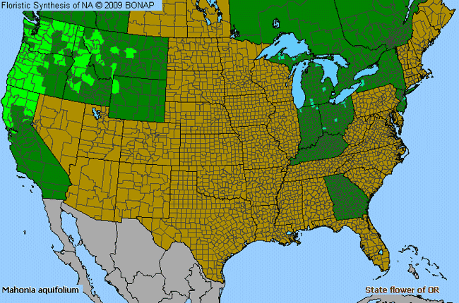 Allergies By County Map For Holly-Leaf Oregon-Grape