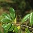 Odorless Bayberry (Morella inodora)