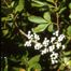 Northern Bayberry (Morella pensylvanica)