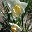 Common Daffodil (Narcissus pseudonarcissus)