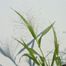 Common Panic Grass (Panicum capillare)