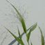 Common Panic Grass (Panicum capillare)