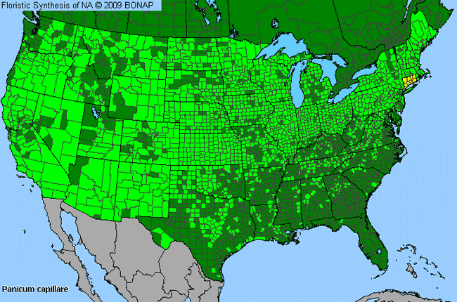 Allergies By County Map For Common Panic Grass
