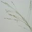 Wand Panic Grass (Panicum virgatum)