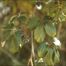 Virginia-Creeper (Parthenocissus quinquefolia)