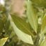 Red Bay (Persea borbonia)
