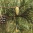 Short-Leaf Pine (Pinus echinata)