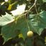 American Sycamore (Platanus occidentalis)