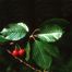 Sweet Cherry (Prunus avium)