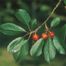 Sour Cherry (Prunus cerasus)