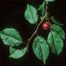Bigtree Plum (Prunus mexicana)