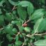 Hog Plum (Prunus umbellata)