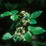 Common Hoptree (Ptelea trifoliata)