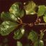 Arkansas Oak (Quercus arkansana)