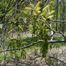 Swamp White Oak (Quercus bicolor)