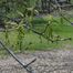 Swamp White Oak (Quercus bicolor)