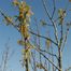 Northern Pin Oak (Quercus ellipsoidalis)