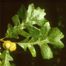 Burr Oak (Quercus macrocarpa)