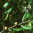 Myrtle Oak (Quercus myrtifolia)