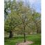 Dwarf Chinkapin Oak (Quercus prinoides)
