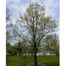 Chestnut Oak (Quercus prinus)