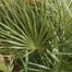 Needle Palm (Rhapidophyllum hystrix)