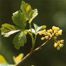 Fragrant Sumac (Rhus aromatica)