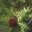 Winged Sumac (Rhus copallinum)