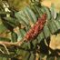 Stag-Horn Sumac (Rhus typhina)
