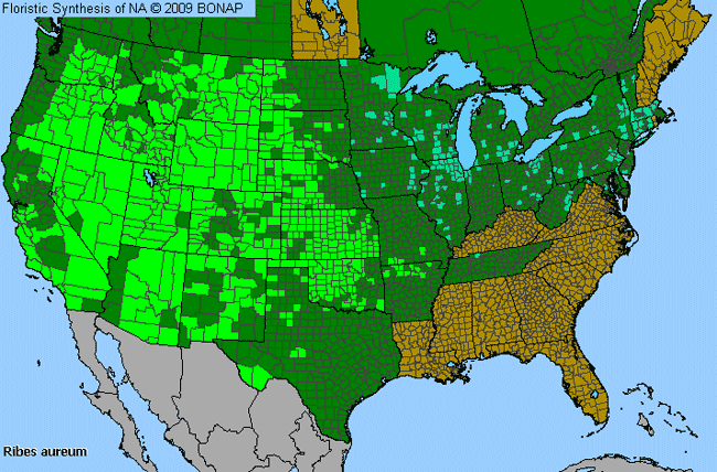 Allergies By County Map For Golden Currant