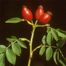 Sweetbrier (Rosa eglanteria)