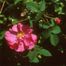 Rugosa Rose (Rosa rugosa)