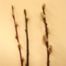 Pussy Willow (Salix discolor)