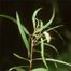 Narrow-Leaf Willow (Salix exigua)