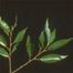 Shining Willow (Salix lucida)