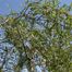 Purple Willow (Salix purpurea)