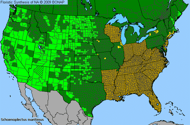 Allergies By County Map For Saltmarsh Club-Rush