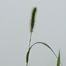 Japanese Bristle Grass (Setaria faberi)