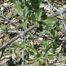 Silver Buffalo-Berry (Shepherdia argentea)