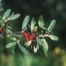 Russet Buffalo-Berry (Shepherdia canadensis)