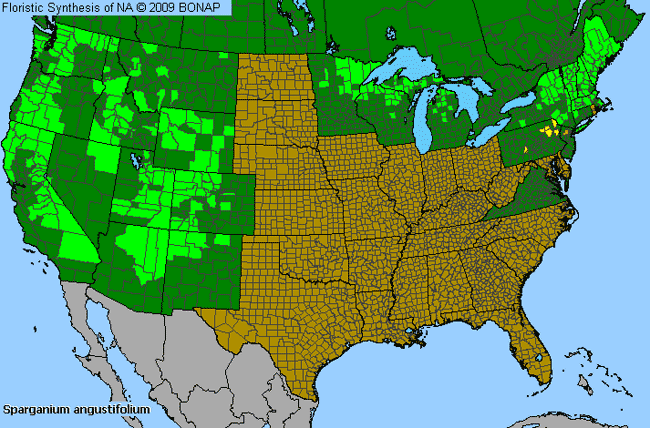Allergies By County Map For Narrow-Leaf Burr-Reed