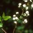 Bridalwreath (Spiraea prunifolia)