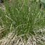 Prairie Dropseed (Sporobolus heterolepis)