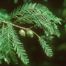 Southern Bald-Cypress (Taxodium distichum)