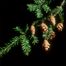 Eastern Hemlock (Tsuga canadensis)