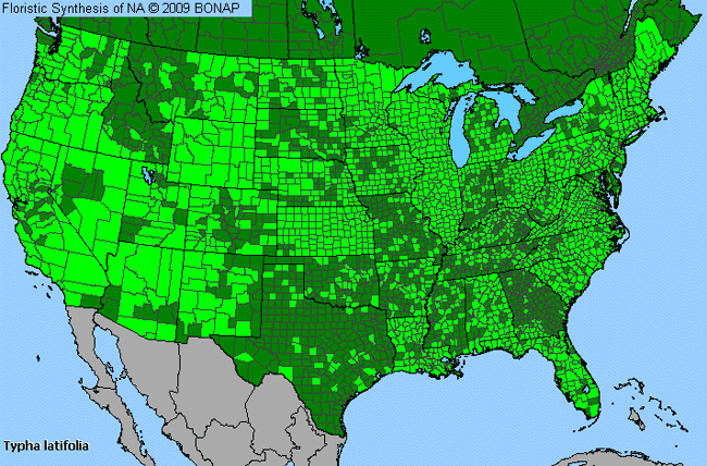 Allergies By County Map For Broad-Leaf Cat-Tail